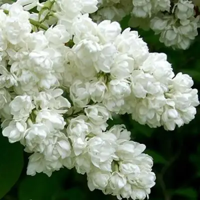 Сирень ПАМЯТЬ О КОЛЕСНИКОВЕ в Кобрине