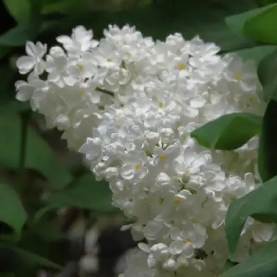 Сирень РУССКИЙ СЕВЕР в Кобрине