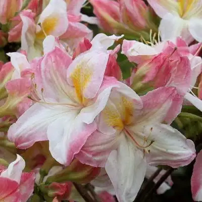 Азалия САТОМИ японская в Кобрине