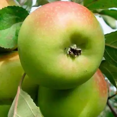 Яблоня БРАТ ЧУДНОГО стелющаяся в Кобрине