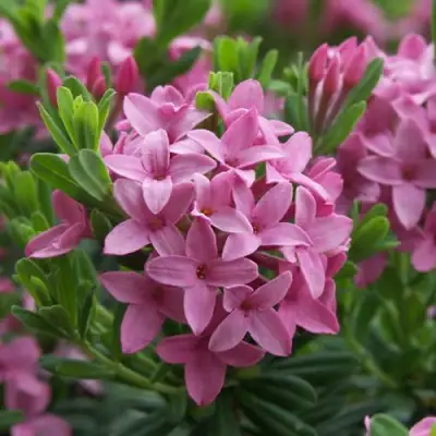 Волчеягодник КОЛЛИНА ГАРАЛЕНС в Кобрине