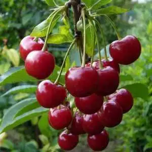 Дюк ФАКЕЛ в Кобрине