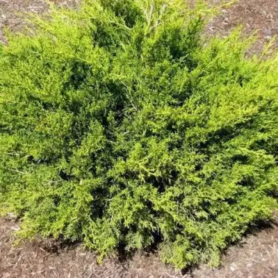 Можжевельник ИЗАБЕЛИН китайский в Кобрине