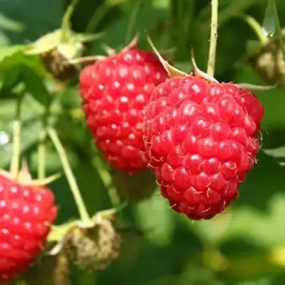 Малина БАЛЬЗАМ в Кобрине