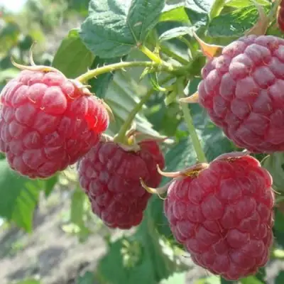 Малина БРУСИЛОВСКАЯ в Кобрине