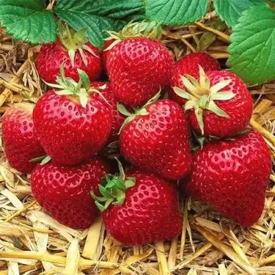 Клубника ХОНЕЙ в Кобрине