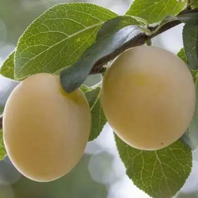 Слива УТРО в Кобрине