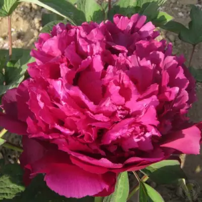 Пион ТАЙНАЯ СТРАСТЬ древовидный в Кобрине