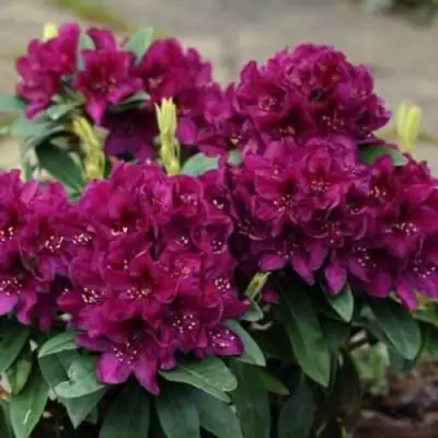 Рододендрон КАЛИ в Кобрине