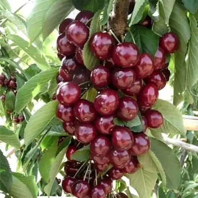 Черешня СИЛЬВИЯ колоновидная в Кобрине