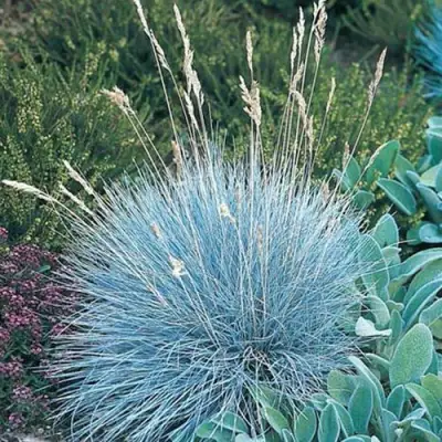 Овсяница АЙСФОГЕЛЬ сизая в Кобрине