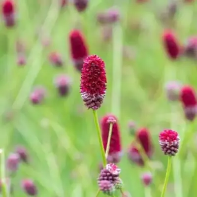 Кровохлебка БИТЛВИНГЗ в Кобрине