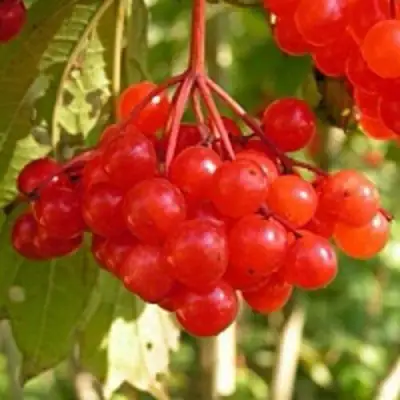 Калина ПАМЯТИ ВАЛЕНТИНЫ в Кобрине