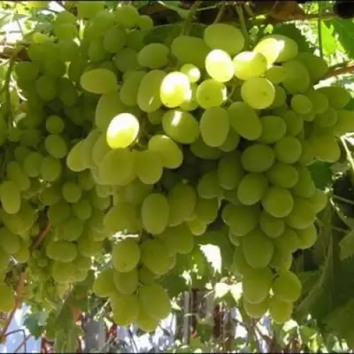 Виноград ИЛЬЯ  в Кобрине