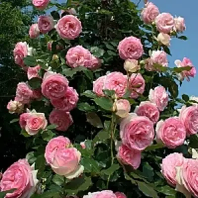 Роза ПЬЕР ДЕ РОНСАР плетистая в Кобрине