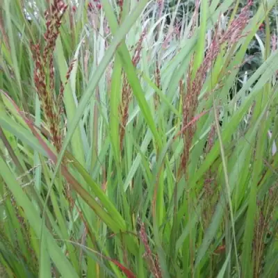 Просо ВЭРРИОР прутьевидное в Кобрине