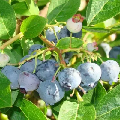 Голубика БЛЮДЖЕЙ в Кобрине