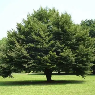 Бук обыкновенный в Кобрине