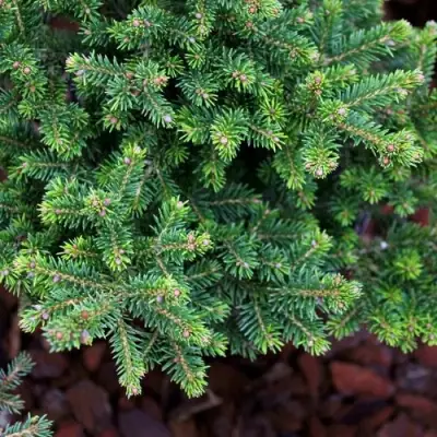 Ель ВИЛС ЦВЕРГ обыкновенная в Кобрине