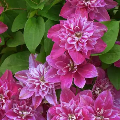 Клематис МАЙ ДАРЛИНГ  в Кобрине