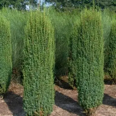 Можжевельник ХИБЕРНИКА обыкновенный  в Кобрине