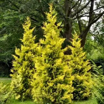 Туя ГОЛДЕН БРАБАНТ западная в Кобрине