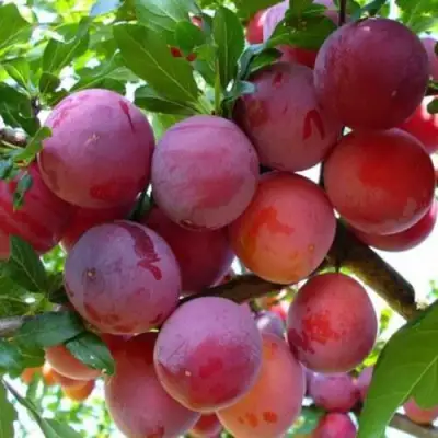 Слива НЕКТАРИННАЯ АРОМАТНАЯ в Кобрине