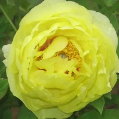 Пион ЗОЛОТО ПОДНЕБЕСНОЙ древовидный в Кобрине