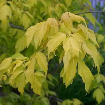 Клен ясенелистный в Кобрине