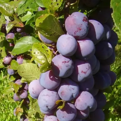 Слива НАГРАДА НЕМАНСКАЯ в Кобрине