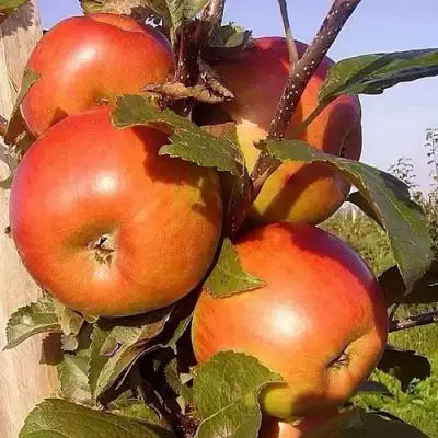 Яблоня ФРИДОМ в Кобрине