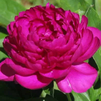 Пион БАРХАТ НОЧИ травянистый в Кобрине
