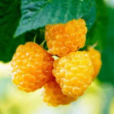 Малина МЕДОВАЯ в Кобрине