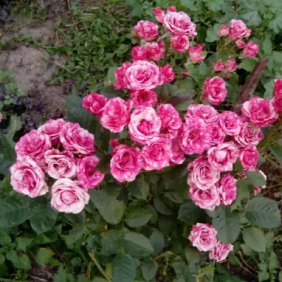 Роза ФЛЕШ ДАНС спрей в Кобрине