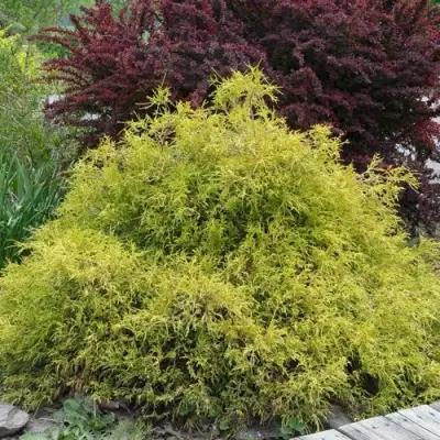 Кипарисовик ГОЛДЕН МОП горохоплодный в Кобрине