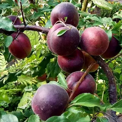 Шарафуга БЕЛЛА РОЯЛЬ в Кобрине