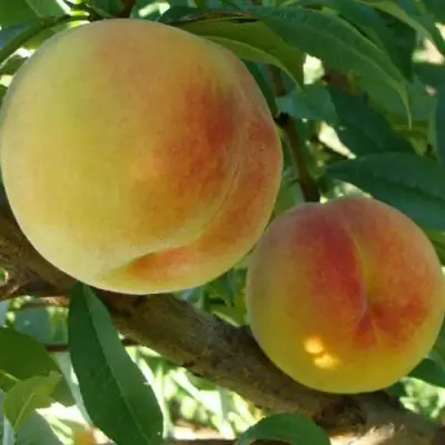 Персик ДОНЕЦКИЙ ЖЕЛТЫЙ в Кобрине
