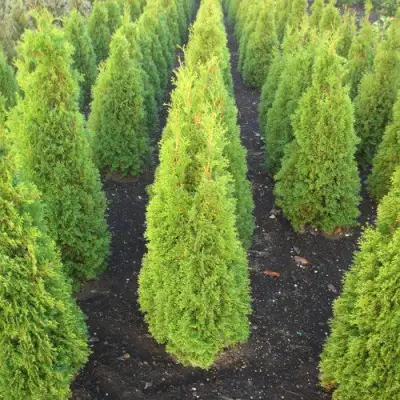 Туя САННИ СМАРАГД западная  в Кобрине