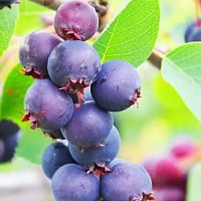 Ирга СМОУКИ в Кобрине