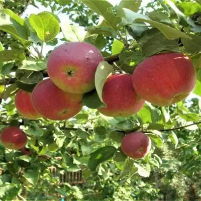 Яблоня ОРЛИК в Кобрине