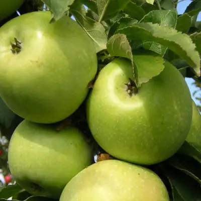 Яблоня КАЛУЖАНКА в Кобрине