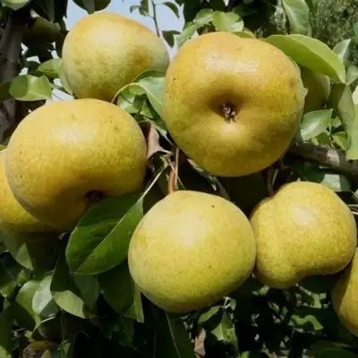 Груша ПЛАТОНОВСКАЯ в Кобрине