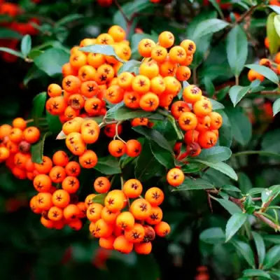 Пираканта ОРАНЖ ГЛОУ в Кобрине