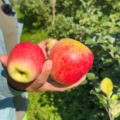 Яблоня БЛАГАЯ ВЕСТЬ в Кобрине