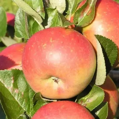 Яблоня РЕДКРАФТ в Кобрине