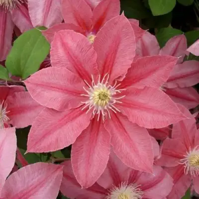 Клематис ЛИТЛ МЕРМЕЙД в Кобрине