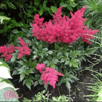 Астильба БОНН японская в Кобрине