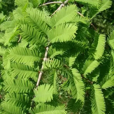 Метасеквойя  ГЛИПТОСТРОБОИДНАЯ  в Кобрине