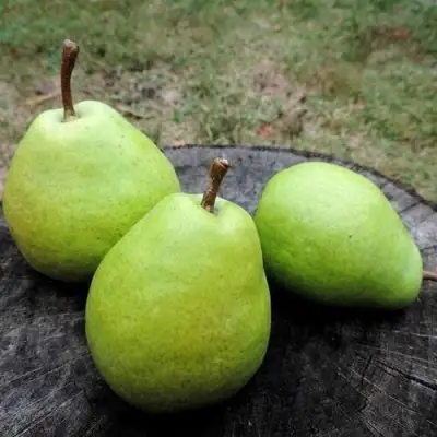 Груша БЕРЕ ЛЮКА в Кобрине