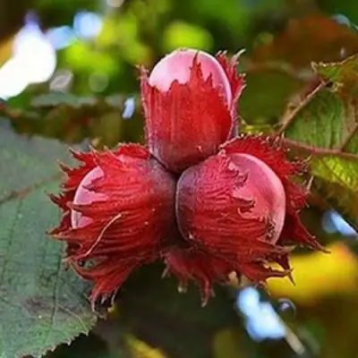 Фундук КРАСНЫЙ ЯНТАРЬ в Кобрине